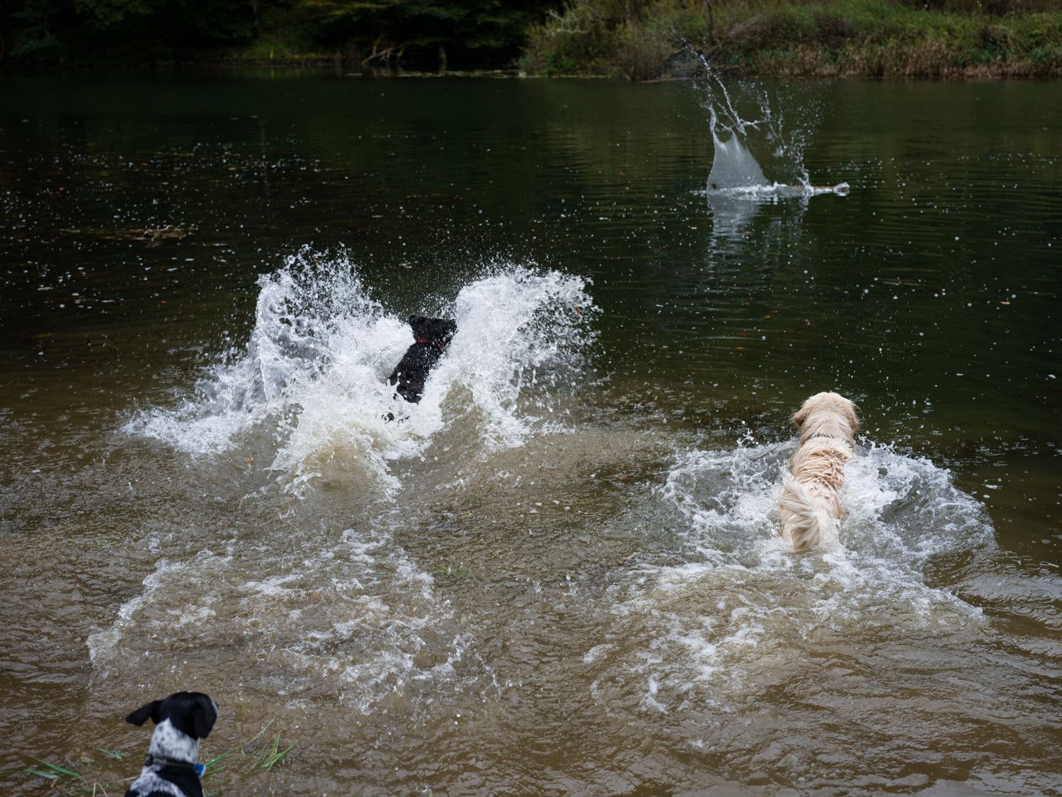 Des chiens profitant d'une promenade et d'un moment de jeu dans l'eau